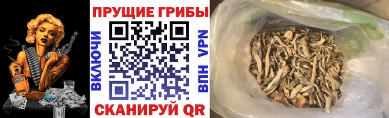 купить закладку  Суоярви  Псилоцибиновые грибы MAGIC MUSHROOMS 